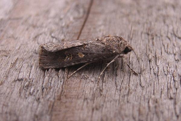 Small Mottled Willow (Spodoptera exigua), adult. Taken outside Durham, 17-08-2006. Copyright Keith Dover.