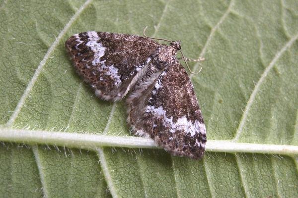 Small Rivulet (Perizoma alchemillata), adult. Chester-le-Street, 03-07-2006. Copyright Keith Dover. Small Rivulet (Perizoma alchemillata), adult. Chester-le-Street, 03-07-2006. Copyright Keith Dover.