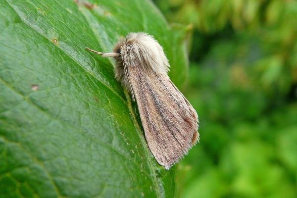 Small Wainscot (Denticucullus pygmina), adult. Taken outside Durham, 31-07-2009. Copyright Keith Dover. Small Wainscot (Denticucullus pygmina), adult. Taken outside Durham, 31-07-2009. Copyright Keith Dover.