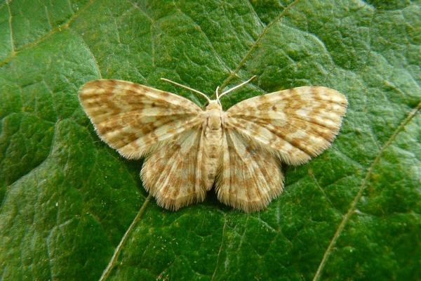 Small Yellow Wave (Hydrelia flammeolaria), adult. Taken outside Durham, 15-06-2009. Copyright Keith Dover. Small Yellow Wave (Hydrelia flammeolaria), adult. Taken outside Durham, 15-06-2009. Copyright Keith Dover.