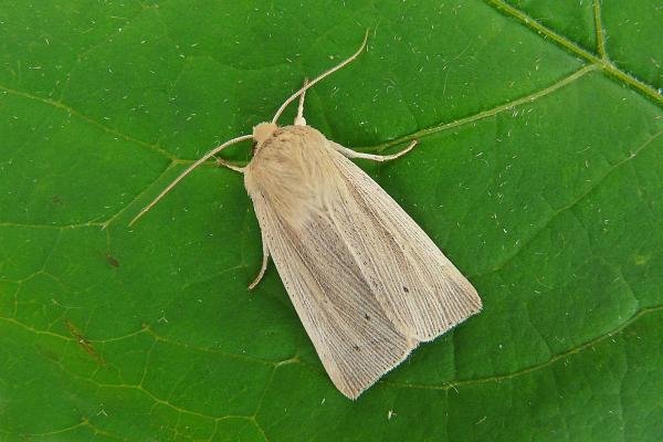 Southern Wainscot (Mythimna straminea), adult. Taken outside Durham, 04-08-2012. Copyright Keith Dover. Southern Wainscot (Mythimna straminea), adult. Taken outside Durham, 04-08-2012. Copyright Keith Dover.
