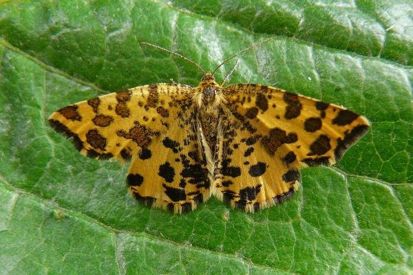 Speckled Yellow (Pseudopanthera macularia), adult. 03-06-2009. Copyright Keith Dover. Speckled Yellow (Pseudopanthera macularia), adult. 03-06-2009. Copyright Keith Dover.