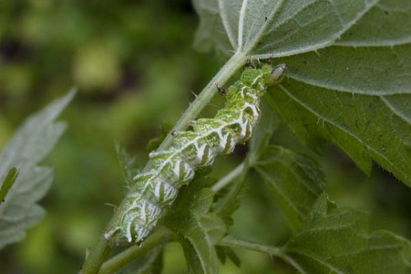 Spectacle (Abrostola tripartita), larval. Taken outside Durham, 17-08-2004. Copyright Keith Dover.