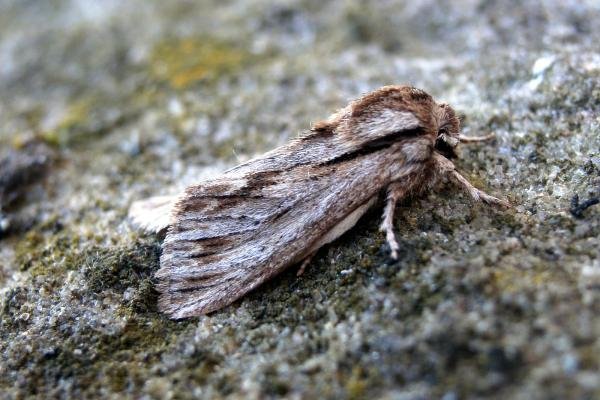 Sprawler (Asteroscopus sphinx), adult. Taken outside Durham, 28-10-2007. Copyright Keith Dover.