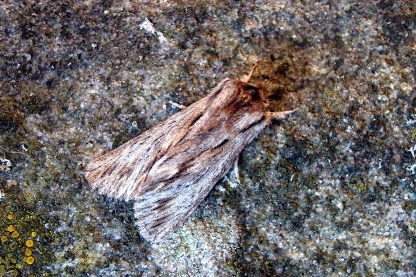 Sprawler (Asteroscopus sphinx), adult. Taken outside Durham, 28-10-2007. Copyright Keith Dover. Sprawler (Asteroscopus sphinx), adult. Taken outside Durham, 28-10-2007. Copyright Keith Dover.