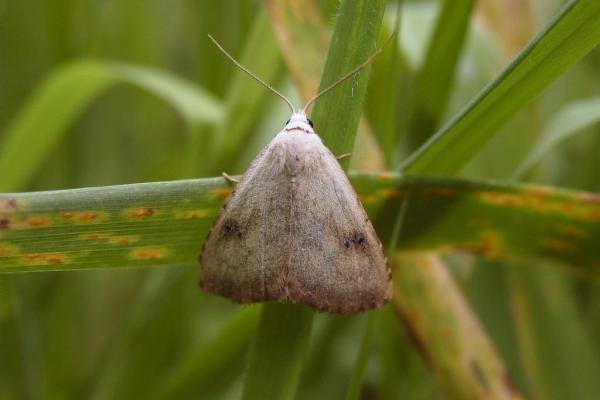 Straw Dot (Rivula sericealis), adult. Taken outside Durham, 11-07-2004. Copyright Keith Dover. Straw Dot (Rivula sericealis), adult. Taken outside Durham, 11-07-2004. Copyright Keith Dover.