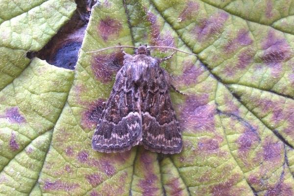 Straw Underwing (Thalpophila matura), adult. Taken outside Durham, 19-07-2007. Copyright Keith Dover.