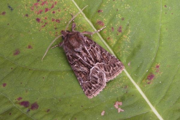 Straw Underwing (Thalpophila matura), adult. Taken outside Durham, 18-08-2006. Copyright Keith Dover. Straw Underwing (Thalpophila matura), adult. Taken outside Durham, 18-08-2006. Copyright Keith Dover.