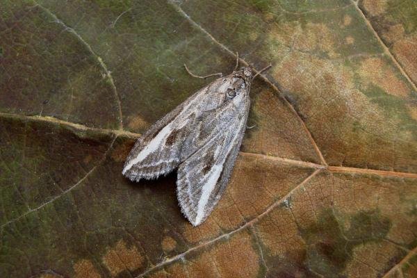Streak (Chesias legatella), adult. Taken outside Durham, 03-11-2007. Copyright Keith Dover. Streak (Chesias legatella), adult. Taken outside Durham, 03-11-2007. Copyright Keith Dover.