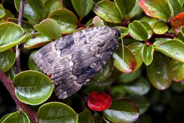 Svensson's Copper Underwing (Amphipyra berbera), adult. Knitsley Fell, 18-08-2004. Copyright Keith Dover. Svensson's Copper Underwing (Amphipyra berbera), adult. Knitsley Fell, 18-08-2004. Copyright Keith Dover.