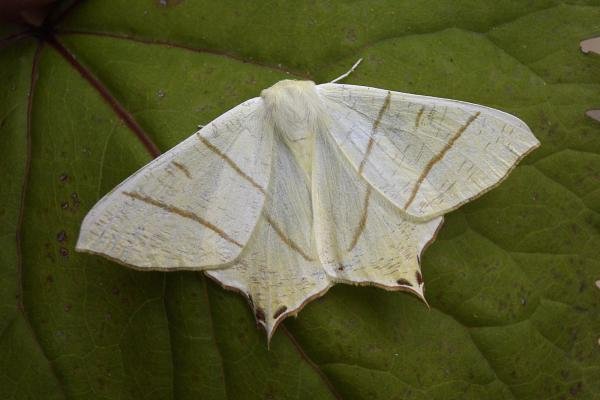 Swallow-tailed Moth (Ourapteryx sambucaria), adult. Chester-le-Street, 13-07-2007. Copyright Keith Dover. Swallow-tailed Moth (Ourapteryx sambucaria), adult. Chester-le-Street, 13-07-2007. Copyright Keith Dover.