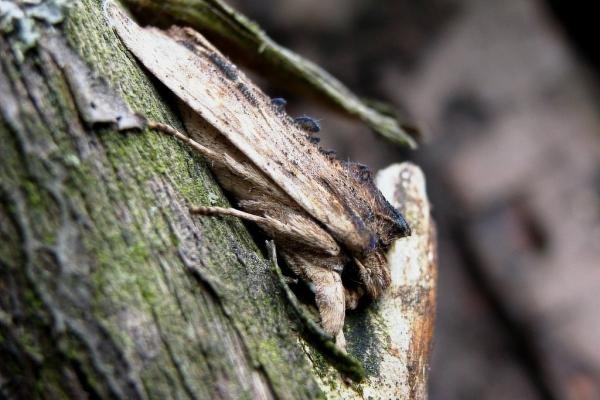 Tawny Pinion (Lithophane semibrunnea), adult. Taken outside Durham, 07-04-2005. Copyright Keith Dover. Tawny Pinion (Lithophane semibrunnea), adult. Taken outside Durham, 07-04-2005. Copyright Keith Dover.