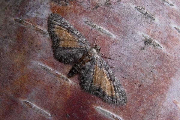 Tawny Speckled Pug (Eupithecia icterata), adult. Taken outside Durham, 21-07-2005. Copyright Keith Dover. Tawny Speckled Pug (Eupithecia icterata), adult. Taken outside Durham, 21-07-2005. Copyright Keith Dover.