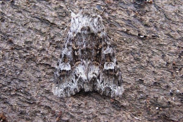 Glaucous Shears (Papestra biren), adult. Knitsley Fell. Copyright Keith Dover. Glaucous Shears (Papestra biren), adult. Knitsley Fell. Copyright Keith Dover.
