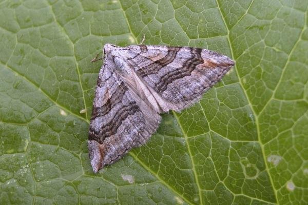 Treble-bar (Aplocera plagiata), adult. Taken outside Durham, 01-08-2006. Copyright Keith Dover. Treble-bar (Aplocera plagiata), adult. Taken outside Durham, 01-08-2006. Copyright Keith Dover.