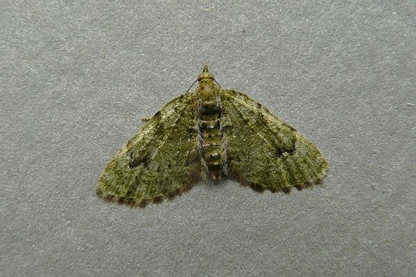 V-Pug (Chloroclystis v-ata), adult. Chester-le-Street, 15-05-2009. Copyright Keith Dover. V-Pug (Chloroclystis v-ata), adult. Chester-le-Street, 15-05-2009. Copyright Keith Dover.