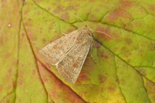 Vine's Rustic (Hoplodrina ambigua), adult. Chester-le-Street, 27-08-2017. Copyright Keith Dover. Vine's Rustic (Hoplodrina ambigua), adult. Chester-le-Street, 27-08-2017. Copyright Keith Dover.