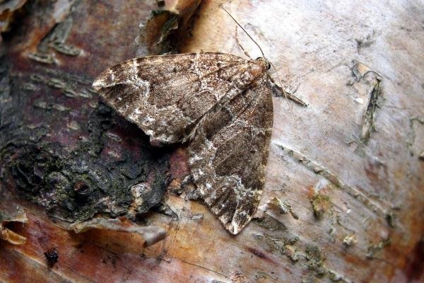 Water Carpet (Lampropteryx suffumata), adult. Chopwell Wood, 25-05-2005. Copyright Keith Dover. Water Carpet (Lampropteryx suffumata), adult. Chopwell Wood, 25-05-2005. Copyright Keith Dover.