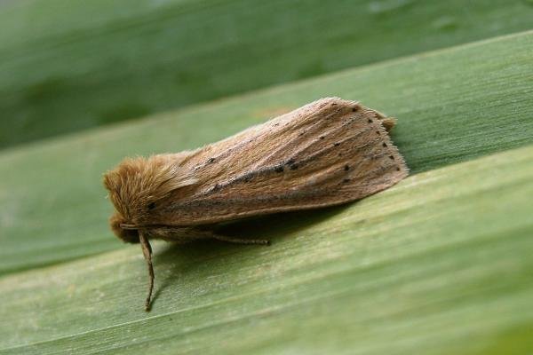 Webb's Wainscot (Globia sparganii), adult. Taken outside Durham, 18-08-2006. Copyright Keith Dover. Webb's Wainscot (Globia sparganii), adult. Taken outside Durham, 18-08-2006. Copyright Keith Dover.