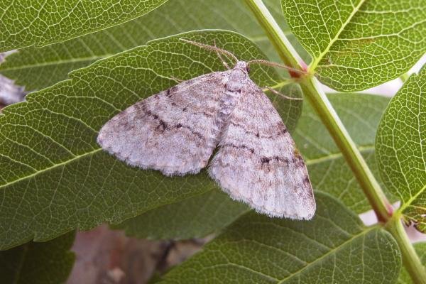 Welsh Wave (Venusia cambrica), adult. Chester-le-Street, 05-06-2006. Copyright Keith Dover. Welsh Wave (Venusia cambrica), adult. Chester-le-Street, 05-06-2006. Copyright Keith Dover.