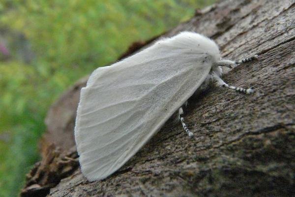 White Satin (Leucoma salicis), adult. Chester-le-Street, 09-07-2009. Copyright Keith Dover. White Satin (Leucoma salicis), adult. Chester-le-Street, 09-07-2009. Copyright Keith Dover.