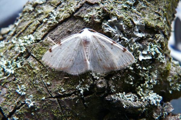 White-pinion Spotted (Lomographa bimaculata), adult. Comb Bridges, 24-05-2010. Copyright Keith Dover. White-pinion Spotted (Lomographa bimaculata), adult. Comb Bridges, 24-05-2010. Copyright Keith Dover.