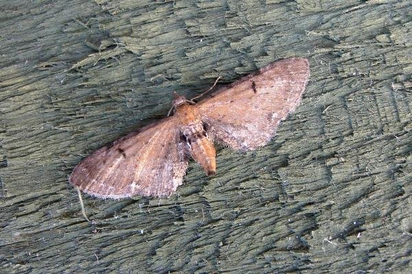 Wormwood Pug (Eupithecia absinthiata), adult. Chester-le-Street, 18-07-2006. Copyright Keith Dover. Wormwood Pug (Eupithecia absinthiata), adult. Chester-le-Street, 18-07-2006. Copyright Keith Dover.