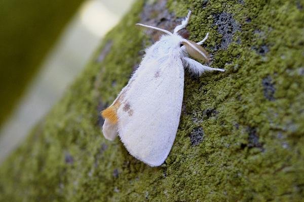 Yellow-tail (Euproctis similis), adult. Taken outside Durham, 25-07-2006. Copyright Keith Dover. Yellow-tail (Euproctis similis), adult. Taken outside Durham, 25-07-2006. Copyright Keith Dover.