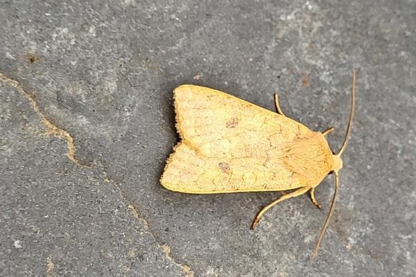 Brick (Sunira circellaris), adult. Old Quarrington, 15-10-2024. Copyright Richard Cowen. Brick (Sunira circellaris), adult. Old Quarrington, 15-10-2024. Copyright Richard Cowen.
