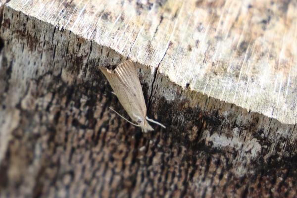 Calamotropha paludella, adult. Old Quarrington, 08-08-2021. Copyright Richard Cowen.