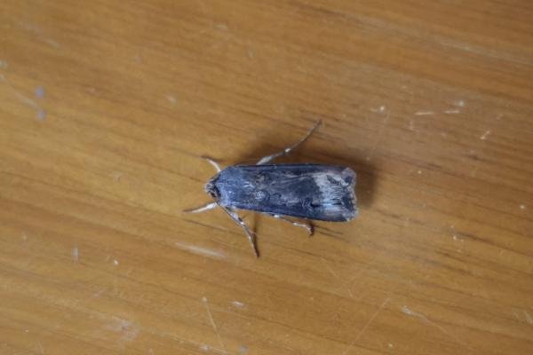 Dark Sword-grass (Agrotis ipsilon), adult. Old Quarrington, 09-04-2024. Copyright Richard Cowen. Dark Sword-grass (Agrotis ipsilon), adult. Old Quarrington, 09-04-2024. Copyright Richard Cowen.