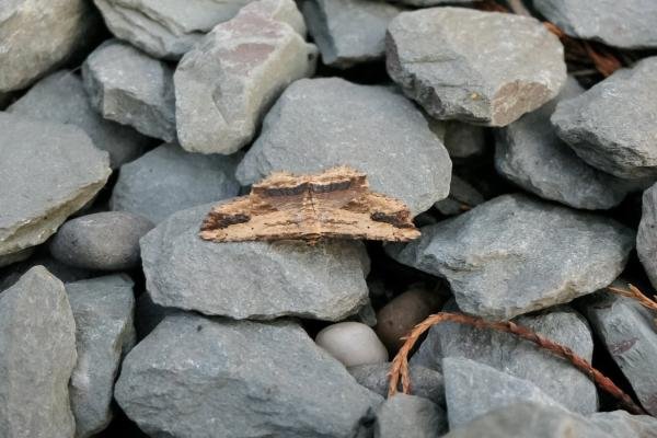Waved Umber (Menophra abruptaria), adult. Old Quarrington, 07-05-2022. Copyright Richard Cowen. Waved Umber (Menophra abruptaria), adult. Old Quarrington, 07-05-2022. Copyright Richard Cowen.