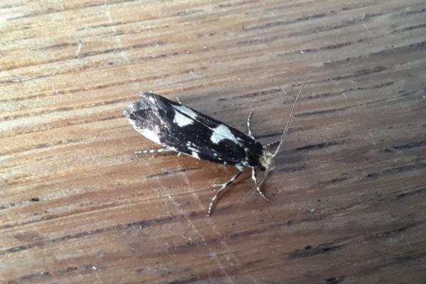 Triaxomera fulvimitrella, adult. Malton, 08-06-2022. Copyright Terry Coult.