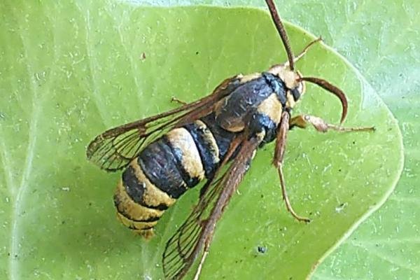 Hornet Moth (Sesia apiformis), adult. Copyright Terry Coult. Hornet Moth (Sesia apiformis), adult. Copyright Terry Coult.