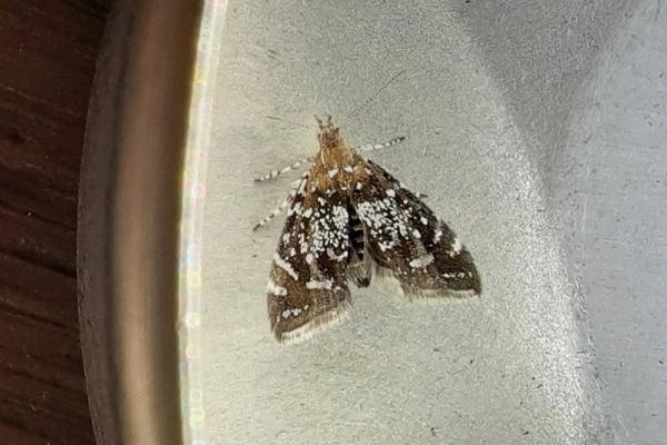 Prochoreutis myllerana, adult. Bearpark, 10-08-2021. Copyright Terry Coult.