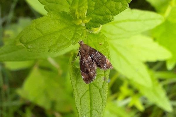 Prochoreutis sehestediana, adult. Malton, 07-08-2021. Copyright Terry Coult.