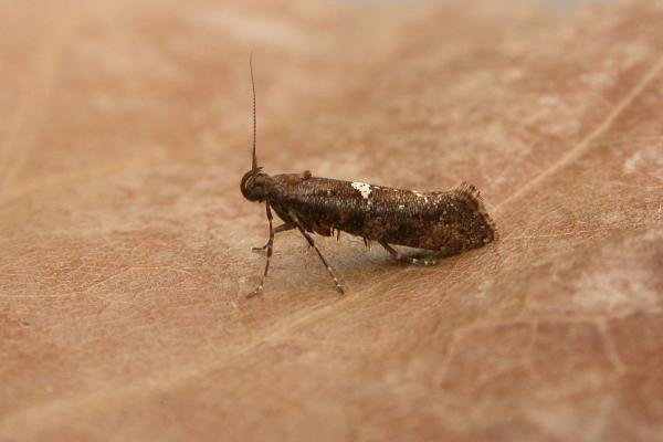 Acrolepiopsis betulella, adult. Comb Bridges, 13-03-2012. Copyright Tom Tams.