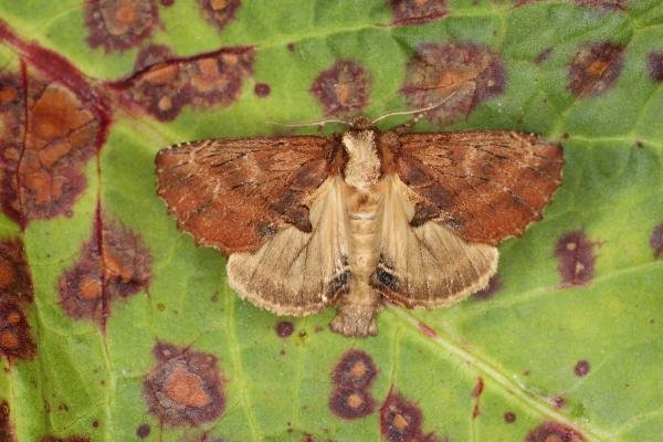 Coxcomb Prominent (Ptilodon capucina), adult. Ouston, 25-05-2023. Copyright Verna Atkinson.