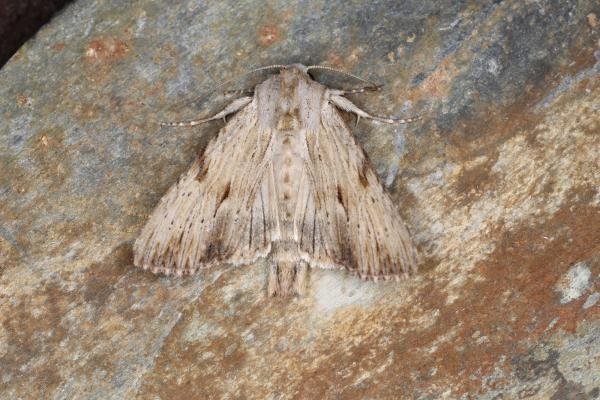 Light Arches (Apamea lithoxylaea), adult. Ouston, 29-06-2023. Copyright Verna Atkinson. Light Arches (Apamea lithoxylaea), adult. Ouston, 29-06-2023. Copyright Verna Atkinson.