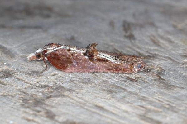 Acleris cristana, adult. Ouston, 04-05-2016. Copyright Verna Atkinson. Acleris cristana, adult. Ouston, 04-05-2016. Copyright Verna Atkinson.
