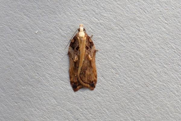Acleris cristana, adult. Ouston, 14-02-2019. Copyright Verna Atkinson.