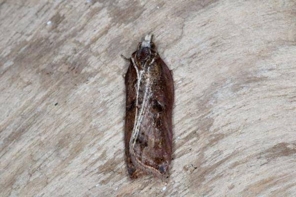 Acleris cristana, adult. Ouston, 04-05-2016. Copyright Verna Atkinson. Acleris cristana, adult. Ouston, 04-05-2016. Copyright Verna Atkinson.