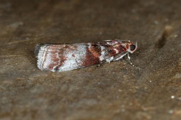 Acrobasis advenella, adult. Ouston, 13-07-2019. Copyright Verna Atkinson. Acrobasis advenella, adult. Ouston, 13-07-2019. Copyright Verna Atkinson.