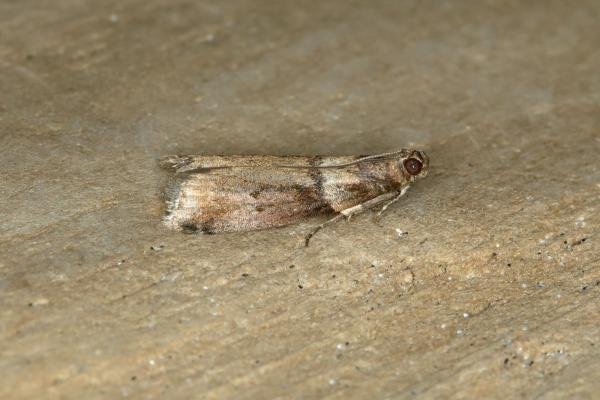 Acrobasis consociella, adult. Ouston, 23-07-2018. Copyright Verna Atkinson. Acrobasis consociella, adult. Ouston, 23-07-2018. Copyright Verna Atkinson.