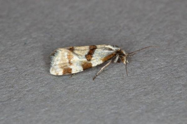 Aethes rubigana, adult. Ouston, 03-07-2019. Copyright Verna Atkinson. Aethes rubigana, adult. Ouston, 03-07-2019. Copyright Verna Atkinson.