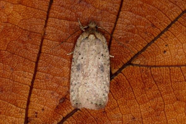 Agonopterix scopariella, adult. Ouston, 11-10-2019. Copyright Verna Atkinson. Agonopterix scopariella, adult. Ouston, 11-10-2019. Copyright Verna Atkinson.