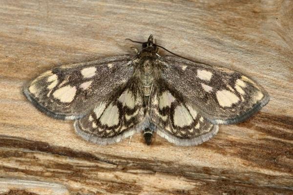 Anania coronata, adult. Ouston, 24-06-2020. Copyright Verna Atkinson.