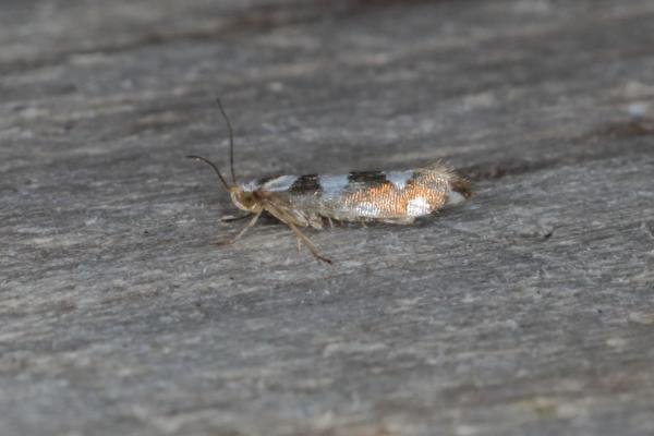 Argyresthia brockeella, adult. Ouston, 05-08-2016. Copyright Verna Atkinson. Argyresthia brockeella, adult. Ouston, 05-08-2016. Copyright Verna Atkinson.