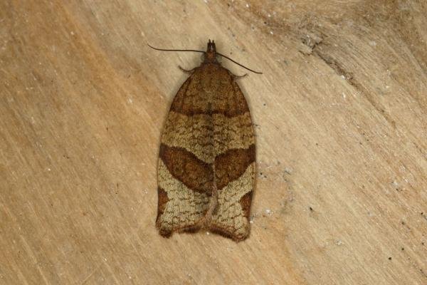 Barred Fruit-tree Tortrix (Pandemis cerasana), adult. Ouston, 25-06-2019. Copyright Verna Atkinson. Barred Fruit-tree Tortrix (Pandemis cerasana), adult. Ouston, 25-06-2019. Copyright Verna Atkinson.