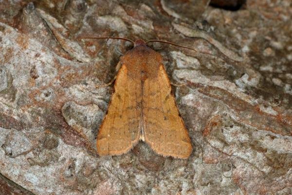 Beaded Chestnut (Agrochola lychnidis), adult. Ouston, 09-10-2019. Copyright Verna Atkinson.